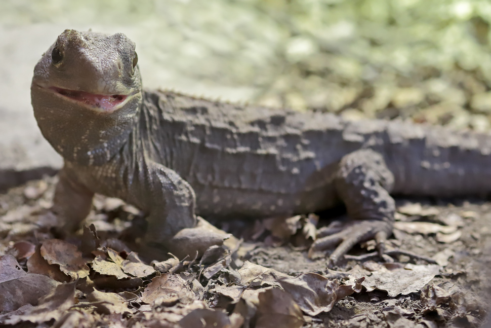 Tuatara