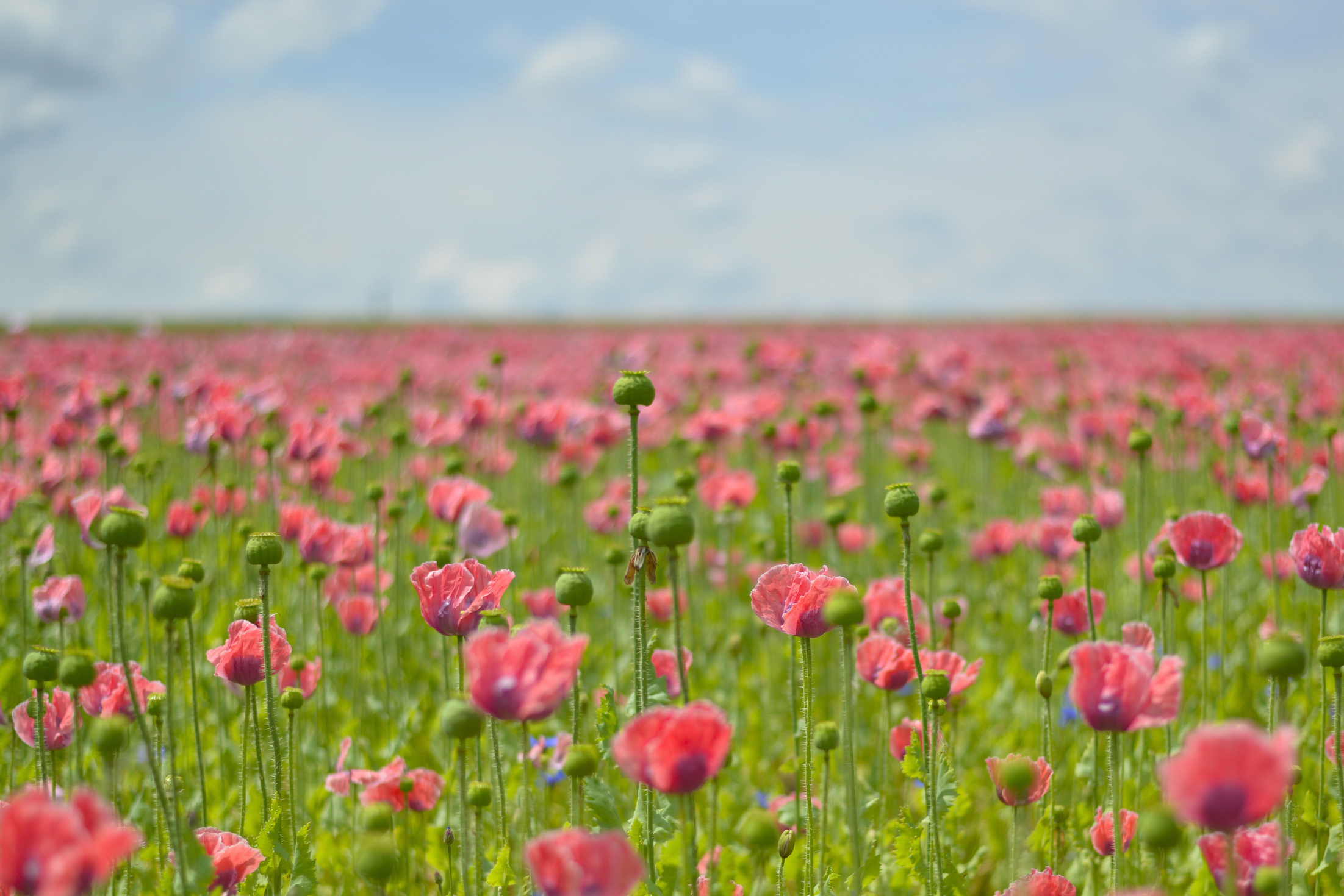 Poppy Field Landscape